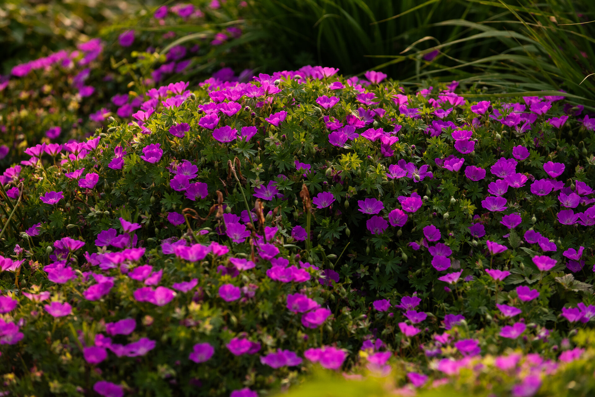 Geranium sanguineum 'Max Frei'